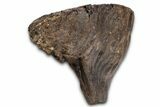 Fantastic, Fossil Woolly Mammoth Upper M Molar - Poland #337197-5